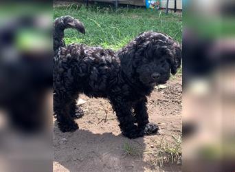 Cockerpoo/ Cockapoo F1b Welpen zu verkaufen