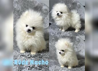 Pomeranian Zwergspitz Boo Typ