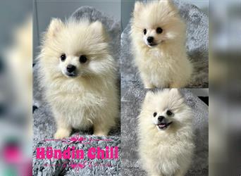 Pomeranian Zwergspitz Boo Typ