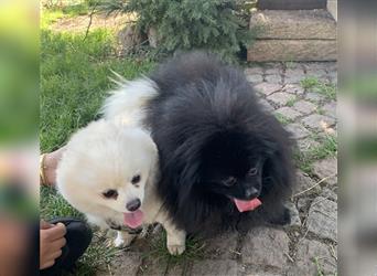 Pomeranian Zwergspitz Boo Typ