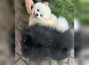 Pomeranian Zwergspitz Boo Typ