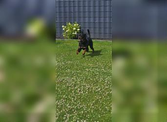 Deckrüde Rottweiler Kerngesund   Kein Verkauf