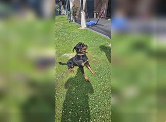 Deckrüde Rottweiler Kerngesund   Kein Verkauf