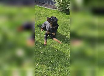 Deckrüde Rottweiler Kerngesund   Kein Verkauf