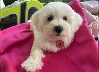 Maltipoo Welpen