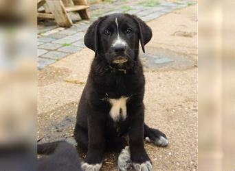 Labrador x Herdenschutzhund