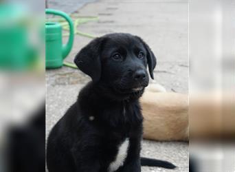 Labrador x Herdenschutzhund