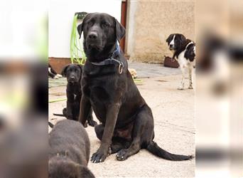 Labrador x Herdenschutzhund