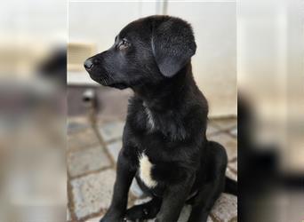 Labrador x Herdenschutzhund