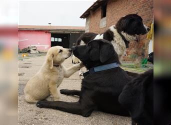 Labrador x Herdenschutzhund
