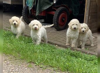 Schöne Labradoodle Welpen aus seriöser Zucht