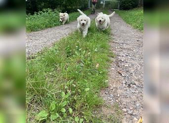 Schöne Labradoodle Welpen aus seriöser Zucht