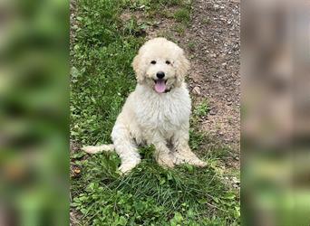 Schöne Labradoodle Welpen aus seriöser Zucht