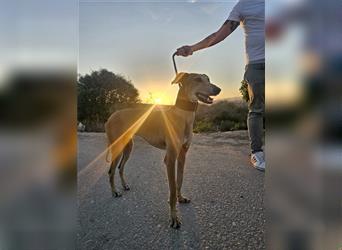 Chirlo - menschenbezogener, ruhiger Whippetmix-Rüde, der Katzen kennt / z. Zt. noch in Spanien