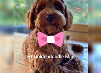 Traumhafte echte Mini und Toy Goldendoodles aus der 1. Zucht Deutschlands!