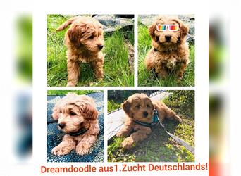 Traumhafte echte Mini und Toy Goldendoodles aus der 1. Zucht Deutschlands!