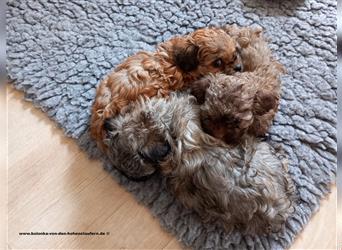 Bolonka Zwetna Welpen von der reinrassigen Hundezucht von den Hohenstaufern, Raum Göppingen