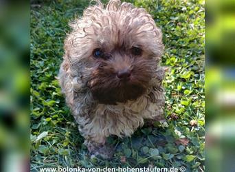 Bolonka Zwetna Welpen von der reinrassigen Hundezucht von den Hohenstaufern, Raum Göppingen