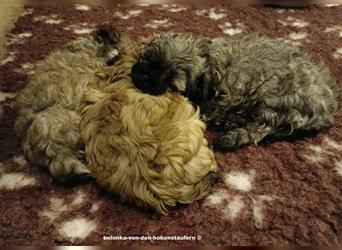 Bolonka Zwetna Welpen von der reinrassigen Hundezucht von den Hohenstaufern, Raum Göppingen