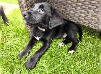 Labrador / Schweizer Sennenhund Welpen