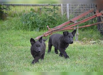 Dt. Schäferhundwelpen aus 100% DDR-Blutlinien m.Pap.