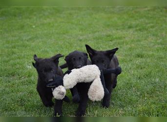 Dt. Schäferhundwelpen aus 100% DDR-Blutlinien m.Pap.