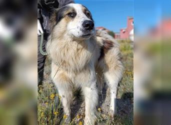 Zeus Tornjak Mischlingsrüde Mischling Rüde Junghund sucht Zuhause oder Pflegestelle