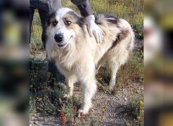 Zeus Tornjak Mischlingsrüde Mischling Rüde Junghund sucht Zuhause oder Pflegestelle
