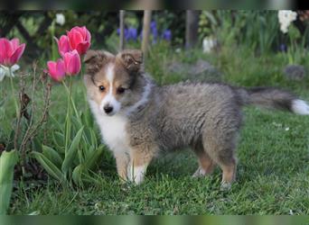 VDH Shelties / Sheltierüde sucht sein zu Hause