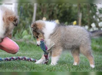 VDH Shelties / Sheltierüde sucht sein zu Hause