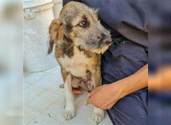 Smokey - bereit für seine eigene Familie