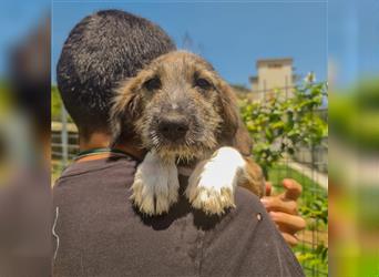 Smokey - bereit für seine eigene Familie