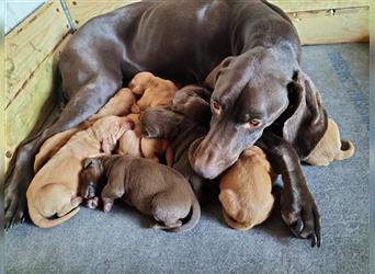 Magyar Vizsla auch schokobraun