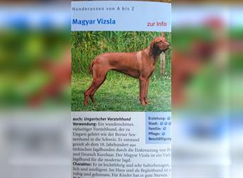 Magyar Vizsla auch schokobraun