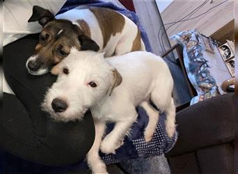 Jetzt sind  noch zwei Rüden  Parson russell Terrier Welpen frei