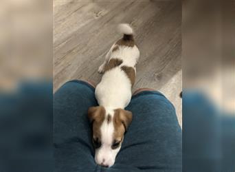 Jetzt sind  noch zwei Rüden  Parson russell Terrier Welpen frei