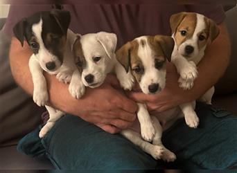 Jetzt sind noch zwei Rüden  Parsons Russell Terrier Welpen