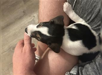 Jetzt sind noch zwei Rüden  Parsons Russell Terrier Welpen