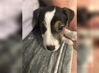 Jetzt sind noch zwei Rüden  Parsons Russell Terrier Welpen