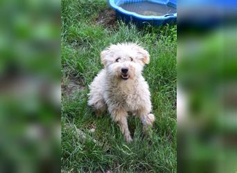 Samu, Lieber, freundlicher Puli-Rüde, 1 Jahr alt, 40 cm, kastriert