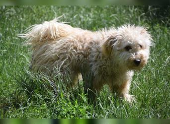 Samu, Lieber, freundlicher Puli-Rüde, 1 Jahr alt, 40 cm, kastriert