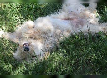 Samu, Lieber, freundlicher Puli-Rüde, 1 Jahr alt, 40 cm, kastriert