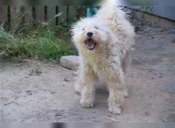 Samu, Lieber, freundlicher Puli-Rüde, 1 Jahr alt, 40 cm, kastriert