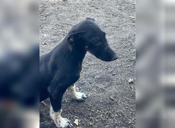 Adam, Galgo-Mischling in Bulgarien? einfach entsorgt :-(