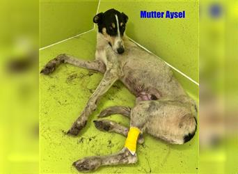 Adam, Galgo-Mischling in Bulgarien? einfach entsorgt :-(