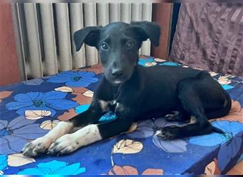 Adam, Galgo-Mischling in Bulgarien? einfach entsorgt :-(