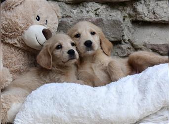 Wunderschöne Labradoodlewelpen (F1) suchen noch ein Zuhause!