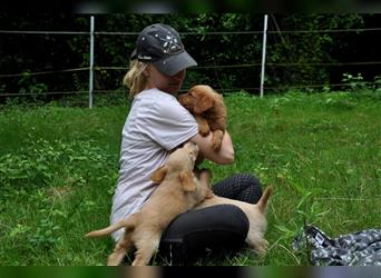 Wunderschöne Labradoodlewelpen (F1) suchen noch ein Zuhause!