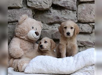 Wunderschöne Labradoodlewelpen (F1) suchen noch ein Zuhause!