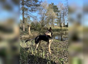 Schäferhund/Malinois Mix sucht ein neues Zuhause